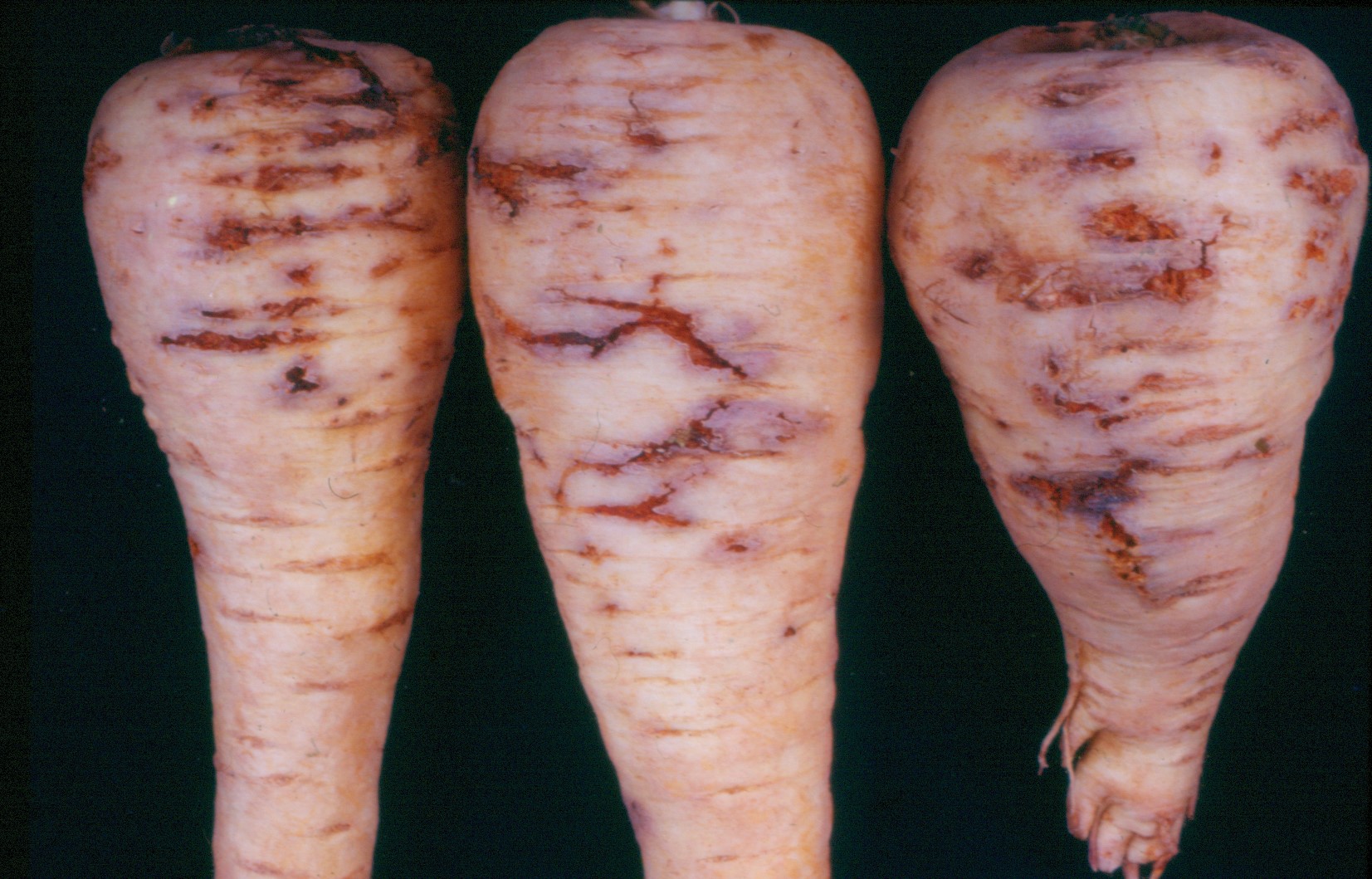 Close-up photograph of carrot fly damage to parsnip roots. Imgae copyright University of Warwick.